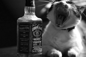 Az alkohol és az állatok nem kompatibilisek!